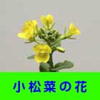 小松菜の花